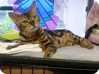 Bengal Cat for Sale in Lantana, Florida - Abby Bengal Cat for Sale in Lantana, Florida - Abby