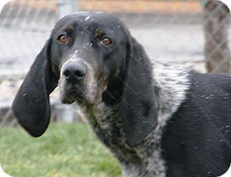 Bluetick Coonhound Mix Dog for Sale in Meridian, Idaho - Mary Bluetick Coonhound Mix Dog for Sale in Meridian, Idaho - Mary