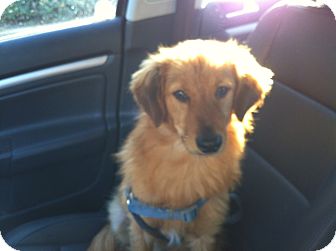 Golden Retriever Mix Dog for Sale in San Diego, California - RUSTY, watch my video! Golden Retriever Mix Dog for Sale in San Diego, California - RUSTY, watch my video!