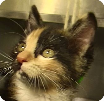 Domestic Shorthair Kitten for Sale in El Cajon, California - Cynthia Domestic Shorthair Kitten for Sale in El Cajon, California - Cynthia