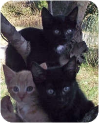 Domestic Shorthair Cat for Sale in Harrisburg, North Carolina - Robert Domestic Shorthair Cat for Sale in Harrisburg, North Carolina - Robert