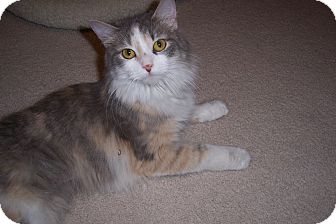 Domestic Longhair Kitten for Sale in Murrysville, Pennsylvania - Meesha Domestic Longhair Kitten for Sale in Murrysville, Pennsylvania - Meesha
