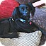 Photo 3 - Papillon/Spaniel (Unknown Type) Mix Dog for adoption in West Hollywood, California - Ebony - looking for a COMPASSIONATE home! videos Photo 3 - Papillon/Spaniel (Unknown Type) Mix Dog for adoption in West Hollywood, California - Ebony - looking for a COMPASSIONATE home! videos