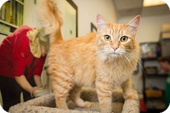 Domestic Mediumhair Cat for Sale in Chandler, Arizona - Ginger Domestic Mediumhair Cat for Sale in Chandler, Arizona - Ginger