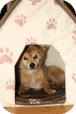 Pomeranian Dog for Sale in Sussex, New Jersey - Leo Pomeranian Dog for Sale in Sussex, New Jersey - Leo