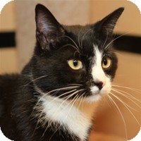 Domestic Shorthair Cat for Sale in Albany, New York - Toby Domestic Shorthair Cat for Sale in Albany, New York - Toby