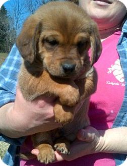 Labrador Retriever Mix Puppy for Sale in Niagra Falls, New York - Richmond Labrador Retriever Mix Puppy for Sale in Niagra Falls, New York - Richmond
