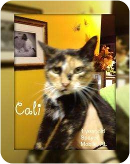 Calico Cat for Sale in Mobile, Alabama - Cali Calico Cat for Sale in Mobile, Alabama - Cali