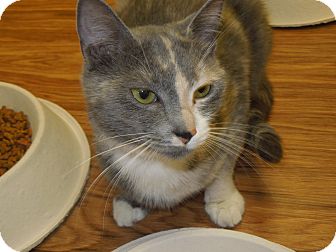 Domestic Shorthair Cat for Sale in Medina, Ohio - Pastel Domestic Shorthair Cat for Sale in Medina, Ohio - Pastel