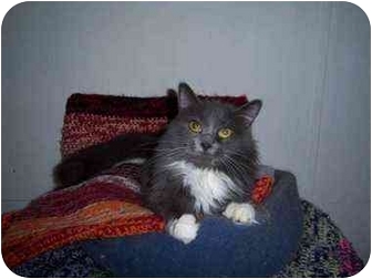 Domestic Mediumhair Cat for Sale in Proctor, Minnesota - Sabrina Domestic Mediumhair Cat for Sale in Proctor, Minnesota - Sabrina
