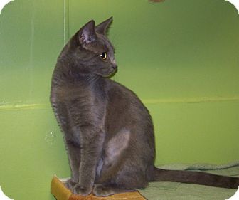 Domestic Shorthair Kitten for Sale in Dover, Ohio - Khloe Domestic Shorthair Kitten for Sale in Dover, Ohio - Khloe