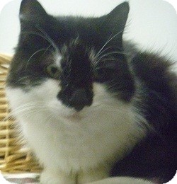 Domestic Shorthair Cat for Sale in Hamburg, New York - Murphy Domestic Shorthair Cat for Sale in Hamburg, New York - Murphy