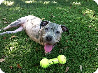 American Pit Bull Terrier Mix Puppy for Sale in Dundee, Florida - Peggy American Pit Bull Terrier Mix Puppy for Sale in Dundee, Florida - Peggy