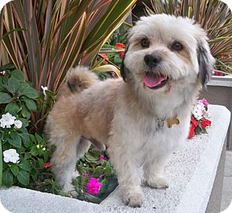 Lhasa Apso/Tibetan Terrier Mix Dog for Sale in Los Angeles, California - HUNTER Lhasa Apso/Tibetan Terrier Mix Dog for Sale in Los Angeles, California - HUNTER