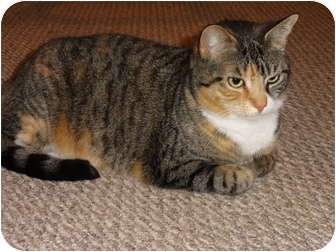 Domestic Shorthair Cat for Sale in Barnegat, New Jersey - Ashley Domestic Shorthair Cat for Sale in Barnegat, New Jersey - Ashley