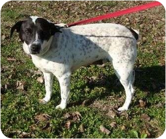 Beagle/Dalmatian Mix Dog for Sale in Spring Valley, New York - Greta (wanda) Beagle/Dalmatian Mix Dog for Sale in Spring Valley, New York - Greta (wanda)