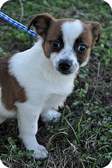 Chihuahua Mix Puppy for Sale in Glastonbury, Connecticut - Chico~adopted~ Chihuahua Mix Puppy for Sale in Glastonbury, Connecticut - Chico~adopted~