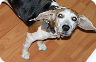 Beagle Mix Dog for Sale in Houston, Texas - Brandi Beagle Mix Dog for Sale in Houston, Texas - Brandi