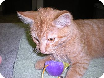 Domestic Shorthair Cat for Sale in New Castle, Pennsylvania - Domestic Shorthair Cat for Sale in New Castle, Pennsylvania -