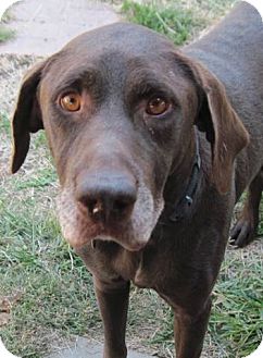 Labrador Retriever/German Wirehaired Pointer Mix Dog for Sale in London, Kentucky - Boss Labrador Retriever/German Wirehaired Pointer Mix Dog for Sale in London, Kentucky - Boss