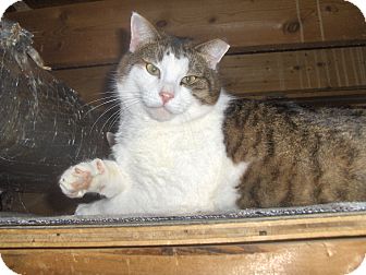Domestic Shorthair Cat for Sale in Middletown, Connecticut - Andy Domestic Shorthair Cat for Sale in Middletown, Connecticut - Andy