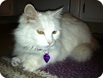 Turkish Angora Cat for Sale in Vacaville, California - Duchess Turkish Angora Cat for Sale in Vacaville, California - Duchess