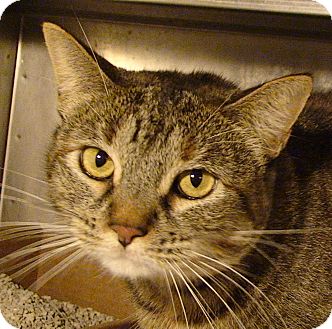 Domestic Shorthair Cat for Sale in El Cajon, California - Nancy Domestic Shorthair Cat for Sale in El Cajon, California - Nancy