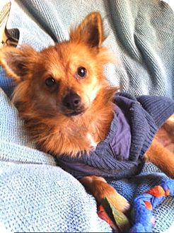 Pomeranian/Papillon Mix Dog for Sale in Irvine, California - MAX Pomeranian/Papillon Mix Dog for Sale in Irvine, California - MAX