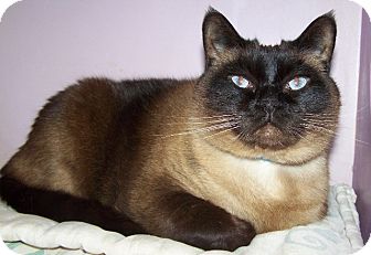 Siamese Cat for Sale in Grants Pass, Oregon - Earl Scrugsley Siamese Cat for Sale in Grants Pass, Oregon - Earl Scrugsley