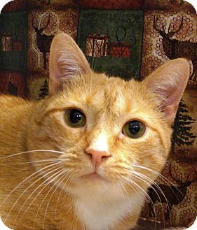 Domestic Shorthair Cat for Sale in Albany, New York - Cajun Cate Domestic Shorthair Cat for Sale in Albany, New York - Cajun Cate