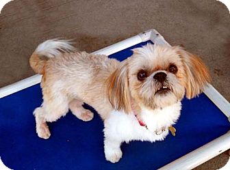 Shih Tzu/Lhasa Apso Mix Dog for Sale in Los Angeles, California - DORIE Shih Tzu/Lhasa Apso Mix Dog for Sale in Los Angeles, California - DORIE