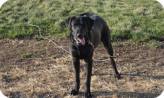 Labrador Retriever Mix Dog for Sale in New cumberland, West Virginia - Mammy Labrador Retriever Mix Dog for Sale in New cumberland, West Virginia - Mammy