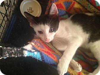 Domestic Shorthair Cat for Sale in Island Park, New York - Patches Domestic Shorthair Cat for Sale in Island Park, New York - Patches