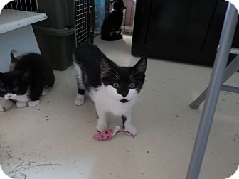 Domestic Shorthair Kitten for Sale in Catasauqua, Pennsylvania - Moonflower Domestic Shorthair Kitten for Sale in Catasauqua, Pennsylvania - Moonflower