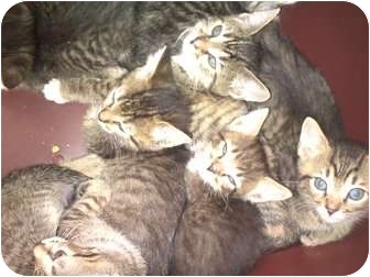 Domestic Shorthair Kitten for Sale in Harrisburg, North Carolina - Heidi's kittens Domestic Shorthair Kitten for Sale in Harrisburg, North Carolina - Heidi's kittens