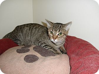 Domestic Shorthair Cat for Sale in Milwaukee, Wisconsin - Jennie Domestic Shorthair Cat for Sale in Milwaukee, Wisconsin - Jennie