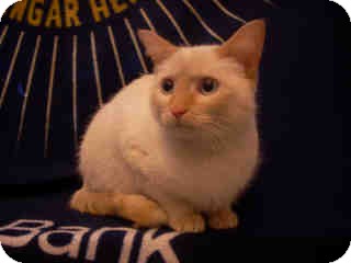Siamese Cat for Sale in Arlington, Virginia - Keena (lapsitter/dog lover) Siamese Cat for Sale in Arlington, Virginia - Keena (lapsitter/dog lover)
