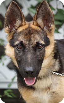 German Shepherd Dog Puppy for Sale in Los Angeles, California - Falco von Fussen German Shepherd Dog Puppy for Sale in Los Angeles, California - Falco von Fussen