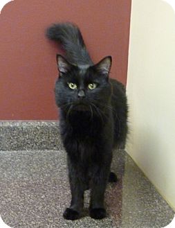 Domestic Mediumhair Cat for Sale in Chicago, Illinois - Eduardo Domestic Mediumhair Cat for Sale in Chicago, Illinois - Eduardo