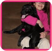 Labrador Retriever/Border Collie Mix Puppy for Sale in Windham, New Hampshire - Spice Girl In New England Labrador Retriever/Border Collie Mix Puppy for Sale in Windham, New Hampshire - Spice Girl In New England