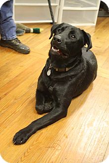 Labrador Retriever Mix Dog for Sale in Marietta, Georgia - Hershey Labrador Retriever Mix Dog for Sale in Marietta, Georgia - Hershey