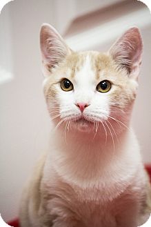 Domestic Shorthair Cat for Sale in Chicago, Illinois - Austin Domestic Shorthair Cat for Sale in Chicago, Illinois - Austin