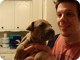 American Pit Bull Terrier Mix Puppy for Sale in Tulsa, Oklahoma - Un- named Puppy American Pit Bull Terrier Mix Puppy for Sale in Tulsa, Oklahoma - Un- named Puppy