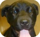 Boxer/Terrier (Unknown Type, Small) Mix Puppy for Sale in Lincolnton, North Carolina - Iris Boxer/Terrier (Unknown Type, Small) Mix Puppy for Sale in Lincolnton, North Carolina - Iris