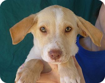 Golden Retriever/Labrador Retriever Mix Puppy for Sale in Oviedo, Florida - Mike Golden Retriever/Labrador Retriever Mix Puppy for Sale in Oviedo, Florida - Mike