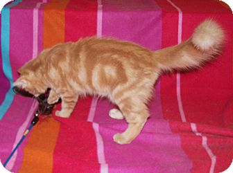 Maine Coon Kitten for Sale in Scottsdale, Arizona - Hawk Maine Coon Kitten for Sale in Scottsdale, Arizona - Hawk