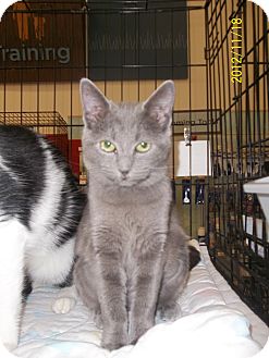 Domestic Shorthair Cat for Sale in Riverside, Rhode Island - Lilia Domestic Shorthair Cat for Sale in Riverside, Rhode Island - Lilia