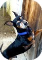 Dachshund Mix Dog for Sale in Irvine, California - Ty Dachshund Mix Dog for Sale in Irvine, California - Ty