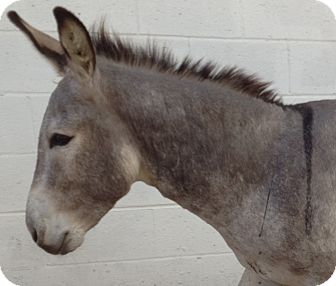 Donkey/Mule/Burro/Hinny Mix for Sale in Bangor, California - Cisco Donkey/Mule/Burro/Hinny Mix for Sale in Bangor, California - Cisco