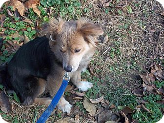 Pomeranian/Corgi Mix Dog for Sale in Lancaster, Ohio - Jasmine Pomeranian/Corgi Mix Dog for Sale in Lancaster, Ohio - Jasmine